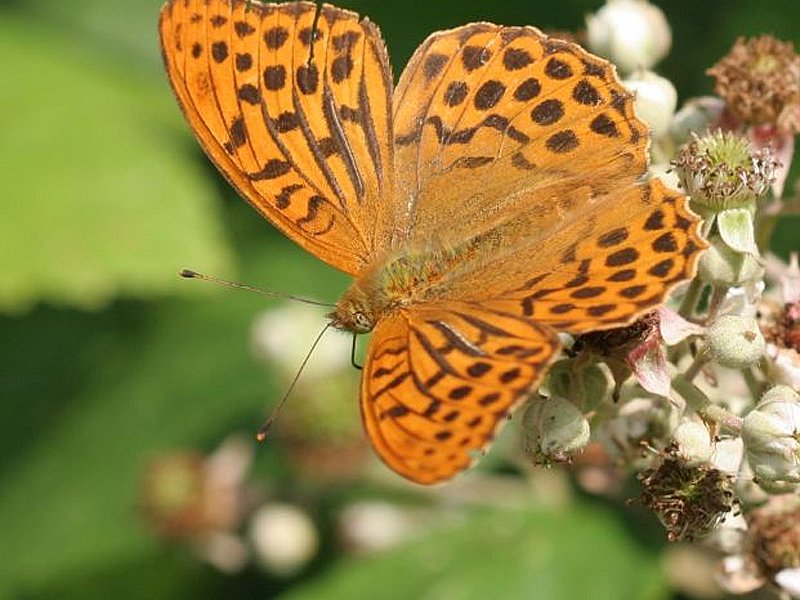Frisky Fritillary